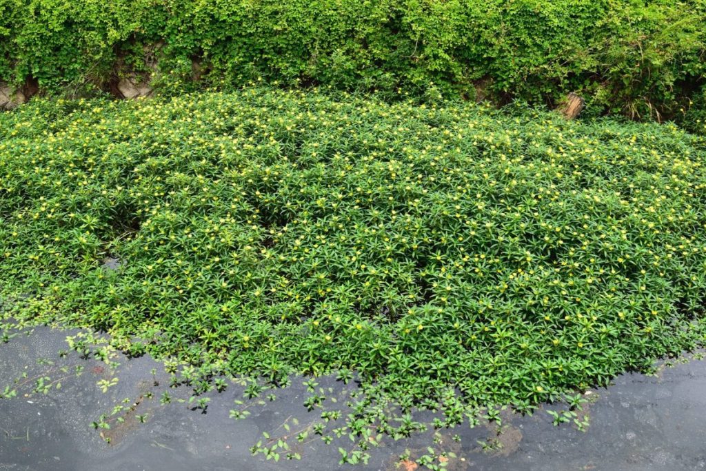 侵略的外来植物の繁茂抑制用紫外線照射装置